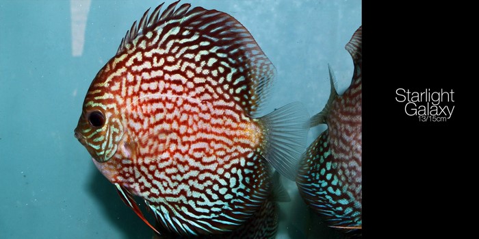 Starlight Galaxy Discus Fish 13/15cm