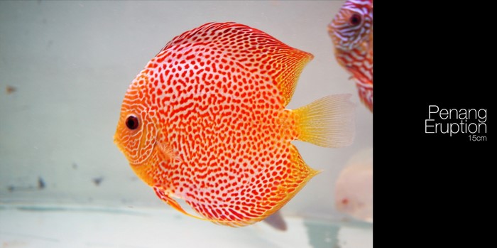 Penang Eruption Discus Fish