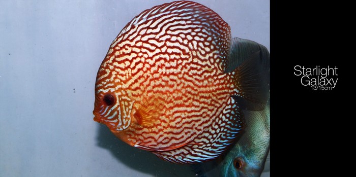 Starlight Galaxy Discus Fish 13/15cm