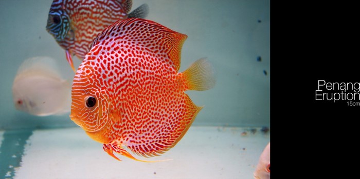 Red Discus Fish with white and blue fish