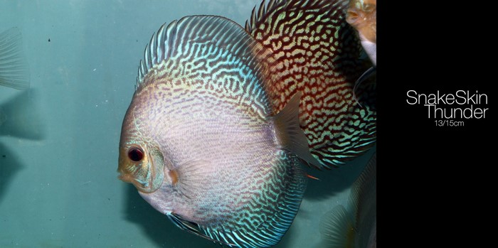 SnakeSkin Thunder Discus Fish