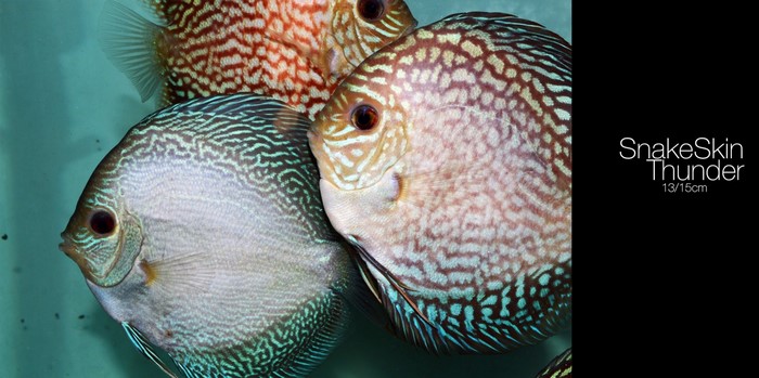 SnakeSkin Thunder Discus Fish