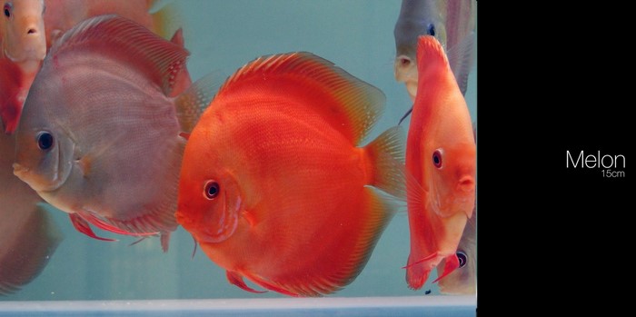 Melon Discus Fish 15cm