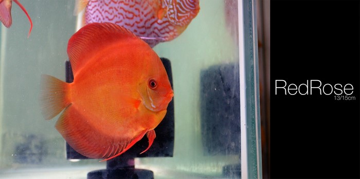 Red Rose Discus Fish 13/15cm