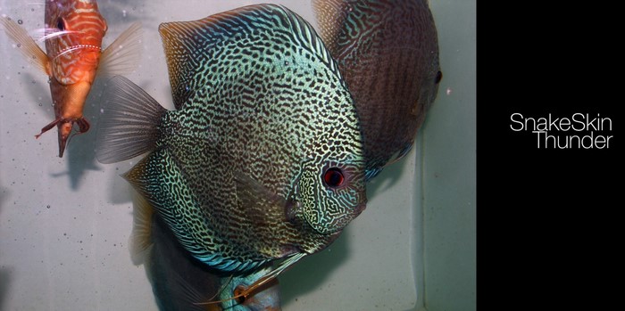 SnakeSkin Thunder Discus Fish