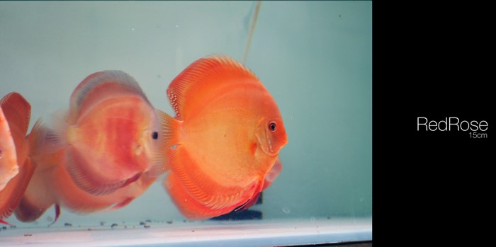 Red Rose Discus Fish 15cm