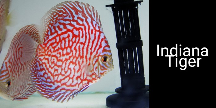 Indiana Tiger Discus Fish