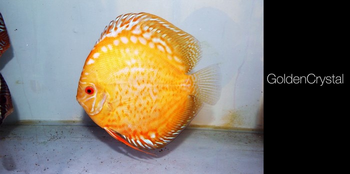 Golden Crystal Discus Fish