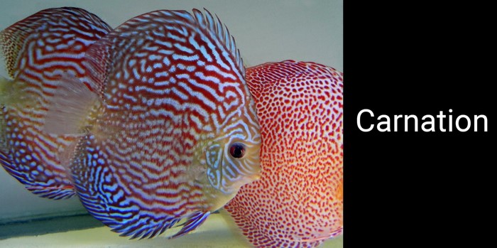 Two Discus fish with red and blue patterns