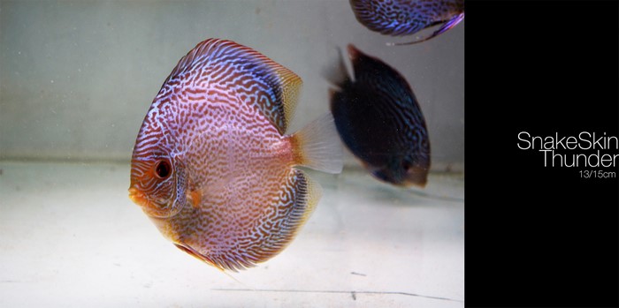 SnakeSkin Thunder Discus Fish