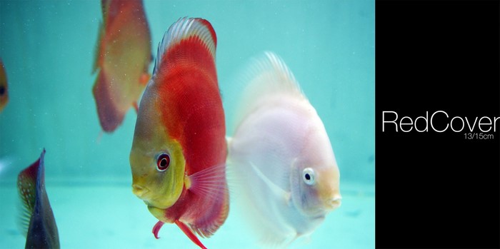 Red Cover Discus Fish