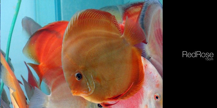 Red Rose Discus Fish