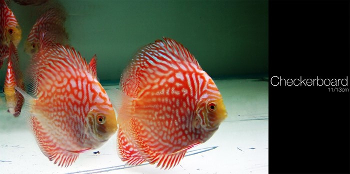 Checkerboard Discus Fish