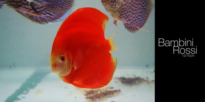 Red Bambini Rossi Discus Fish