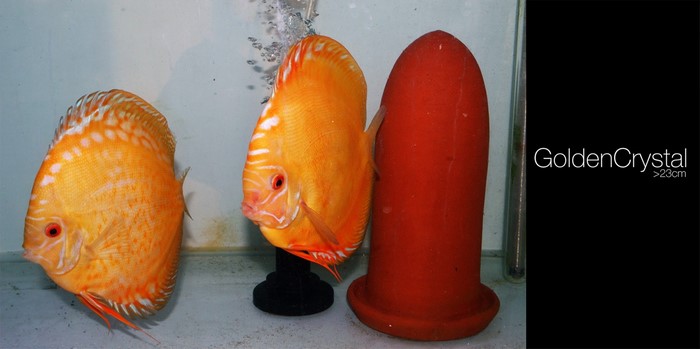 Golden Crystal Discus Fish