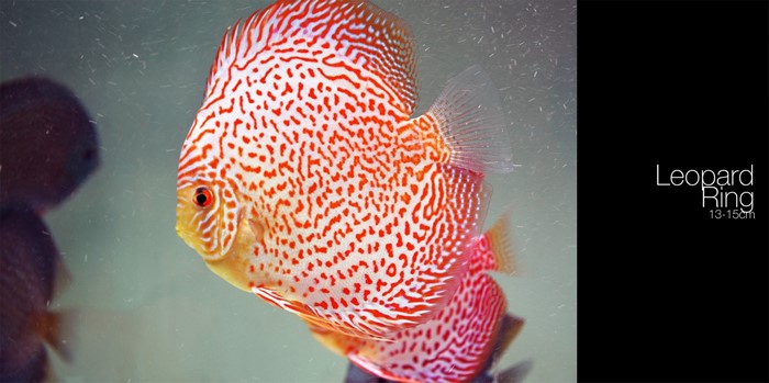 Leopard Ring Discus Fish