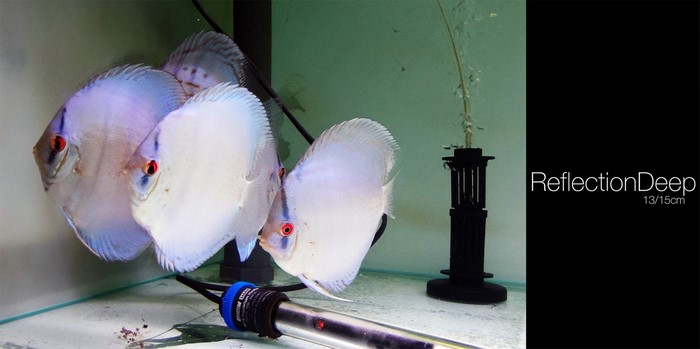 Four white and blue Discus fish in an aquarium