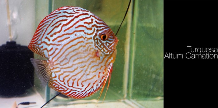 Turquesa Altum Carnation Discus Fish