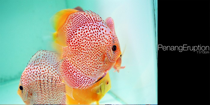 Discus Fish in Aquarium