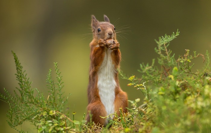 Red squirrel eating a nut in green foliage