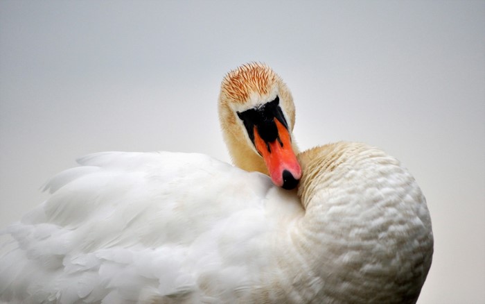 Close up of a white swan with an orange beak
