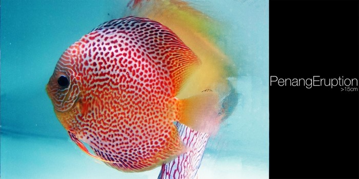 Discus Fish PenangEruption >15cm