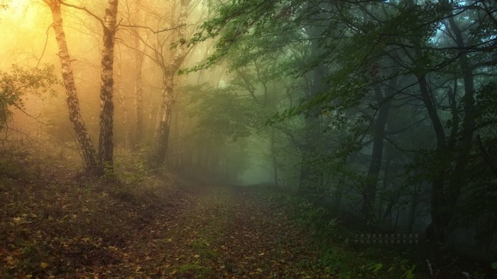 Misty forest path with sunlight and autumn leaves