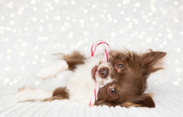 Chihuahua dog with a candy cane