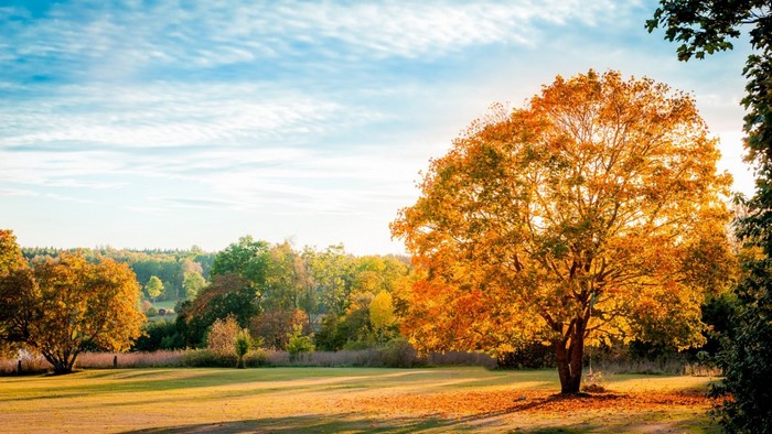 Autumn landscape with a large tree in sunlight