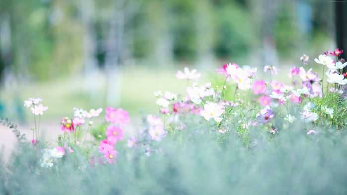 Cosmos flowers in a meadow