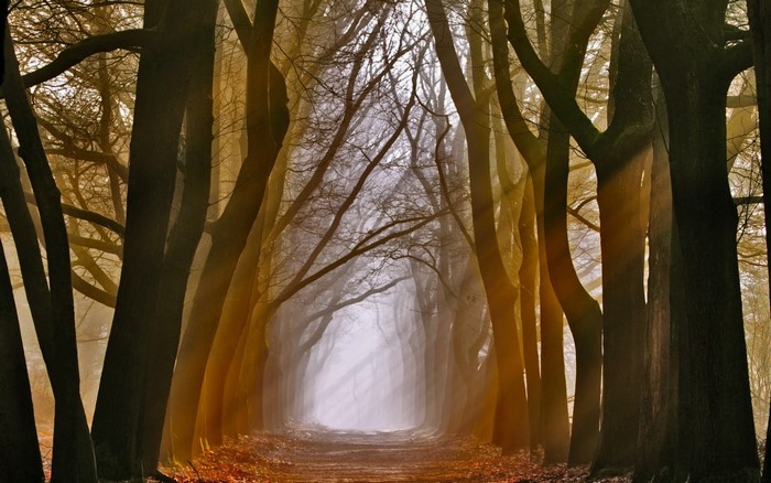 Sunlight filtering through trees in a misty forest