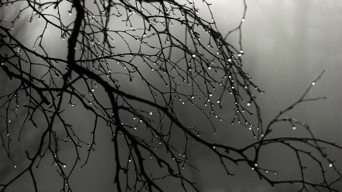 Monochrome branches with water drops in mist