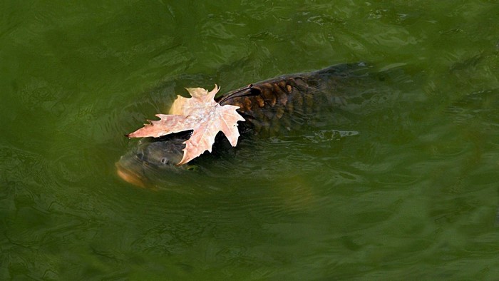 Carp with a leaf on its head in green water