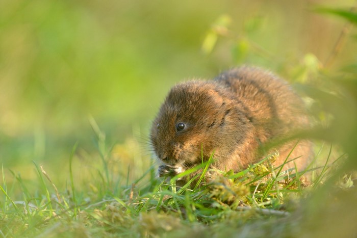 A small brown rodent eating grass in a field