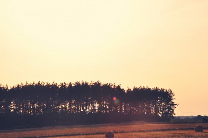 Silhouette of trees at sunset over a field with hay bales