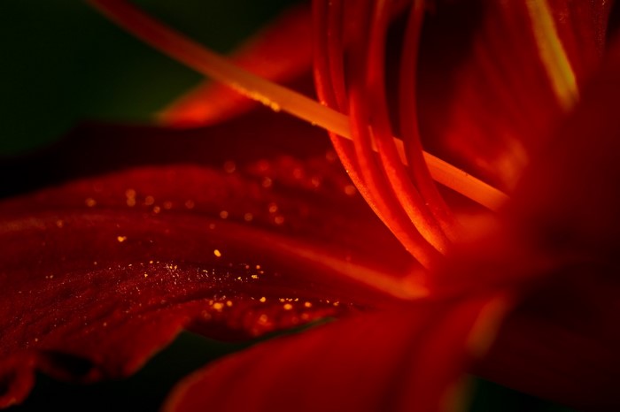 Close-up of red flower petals with pollen