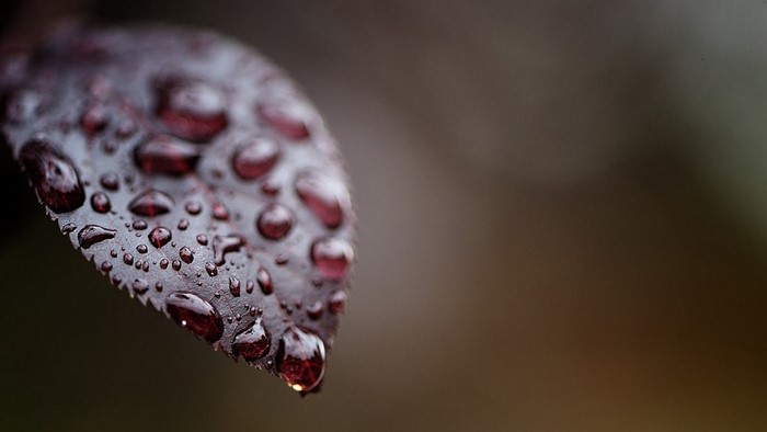 Macro photography of water drops on a dark red leaf