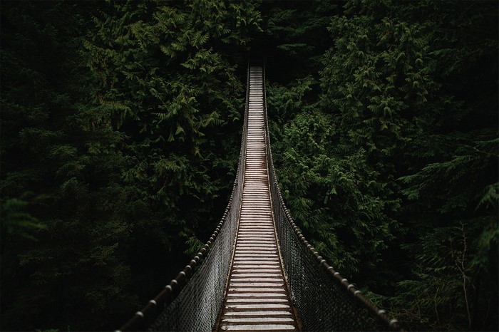 Suspension bridge in a dark forest