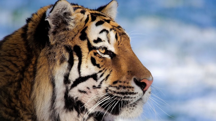 Close-up of a tiger's face in profile