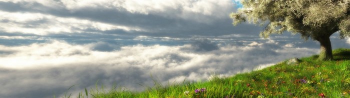Tree on a grassy hill above clouds