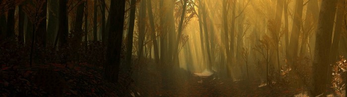 Sunlight filtering through trees in an autumn forest