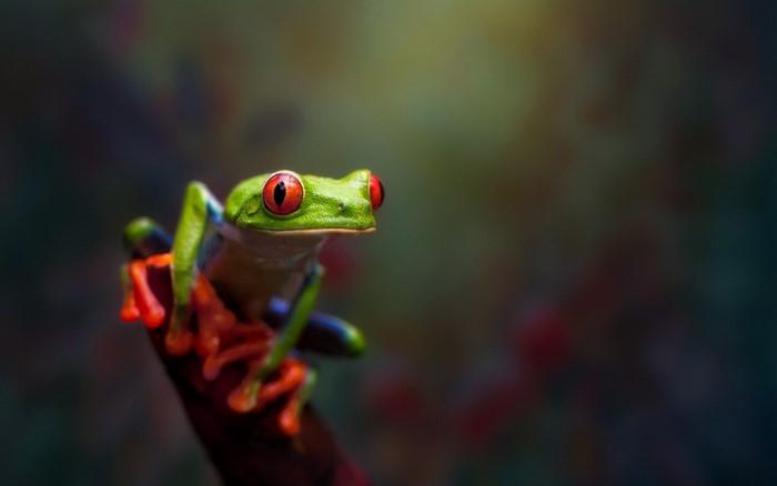 Red-eyed tree frog on a branch