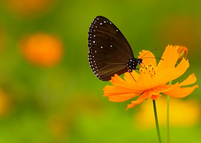 Brown butterfly on an orange cosmos flower