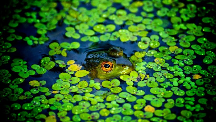 Frog peeking out from lily pads in water