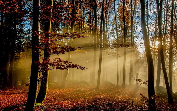 Sunlight filtering through trees in an autumn forest