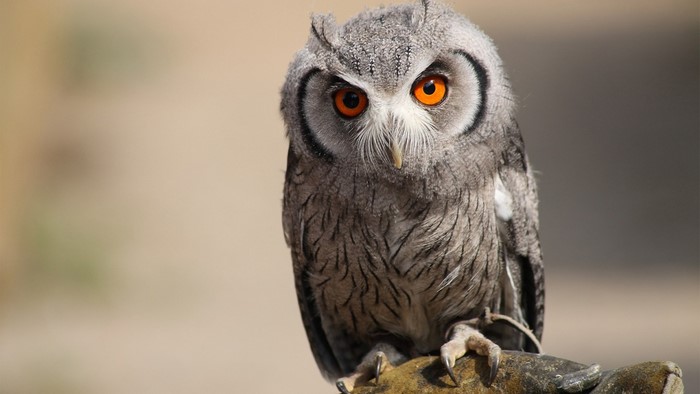 Close up of a Southern White Faced Owl with bright orange eyes