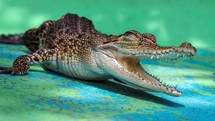 A young crocodile with its mouth open