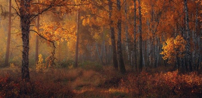 Sunlight filtering through autumn trees in a forest