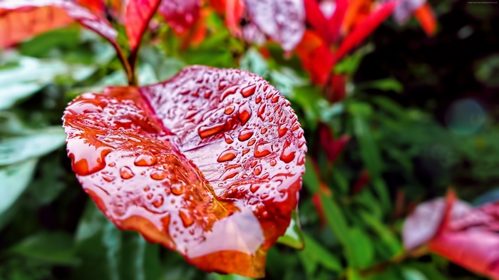 Red leaves with water drops in 4K