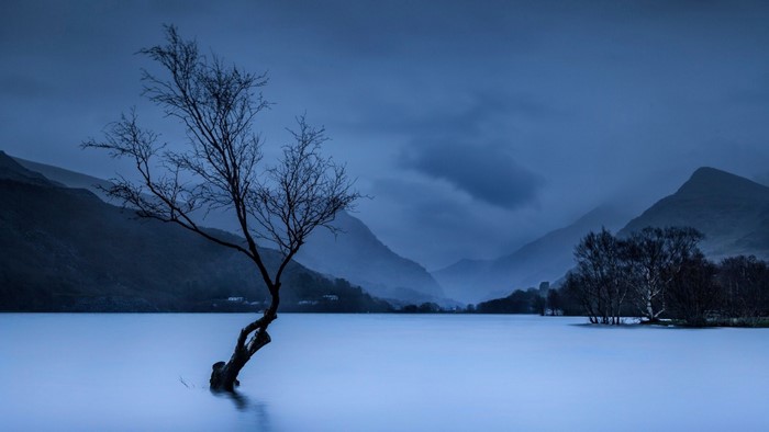 Bare tree in a misty lake with mountains